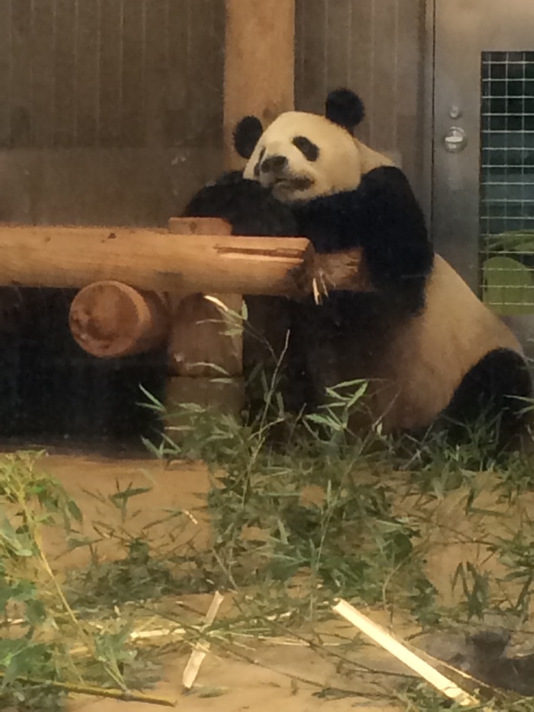 パンダってかわいいいですよね ハウステーション池袋 パンダってかわいいいですよね ハウステーション池袋